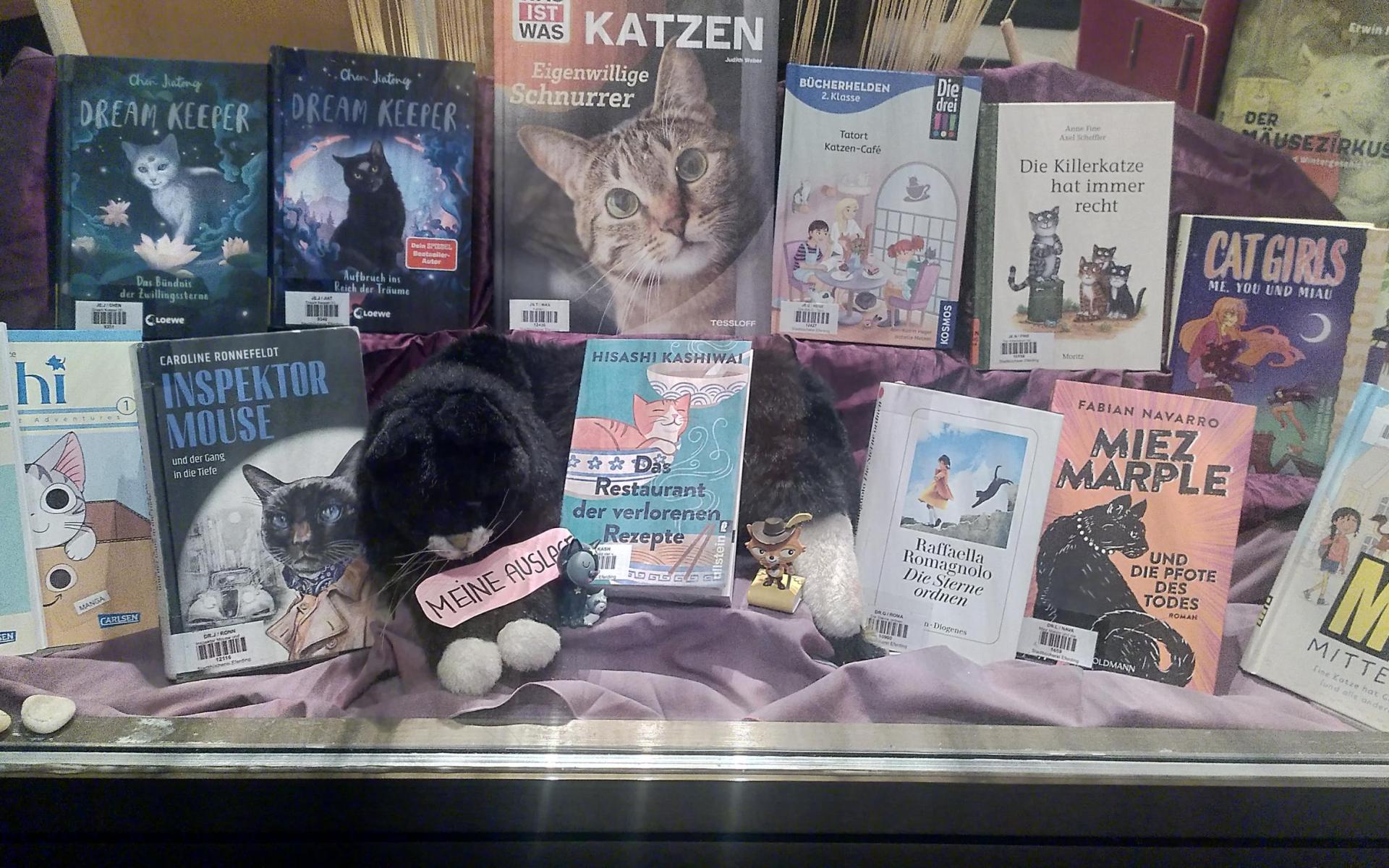 Thema "Katzen" im Schaufenster